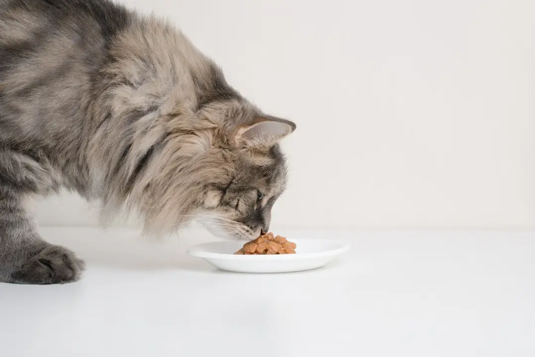 kot wącha jedzenie