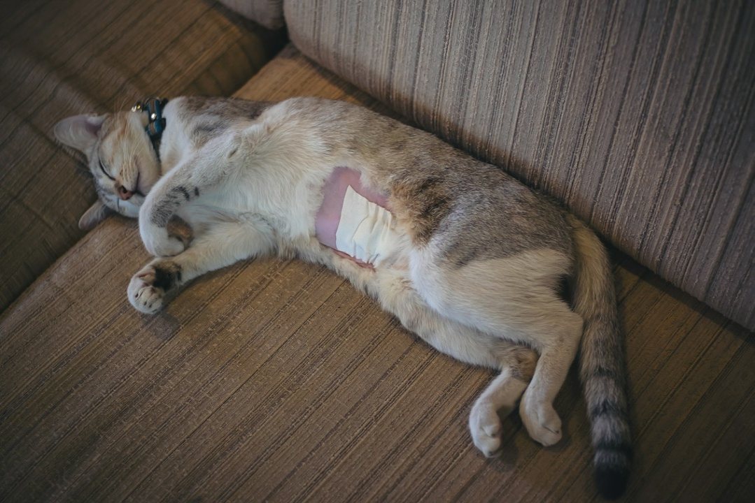 śpiący kot po sterylizacji
