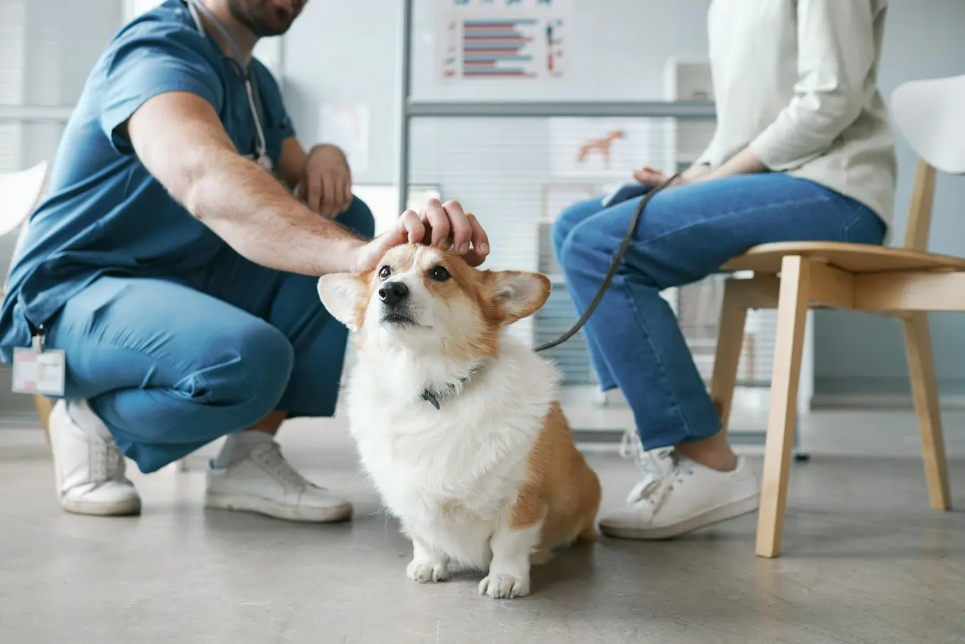 pies corgi głaskany przez weterynarza